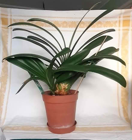 Photo of free Clivea (houseplant) 1 of 2 (Linslade LU7) #1