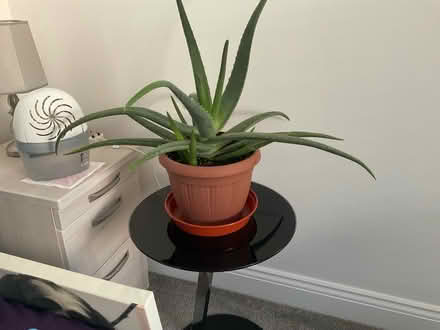 Photo of free Aloe Vera Plant (Little Clacton CO16) #1