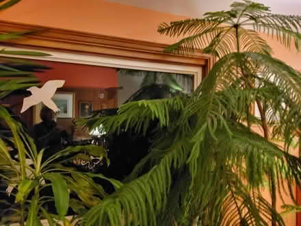 Photo of free large Norfolk Island Pine (Scarborough, near Town Center) #1
