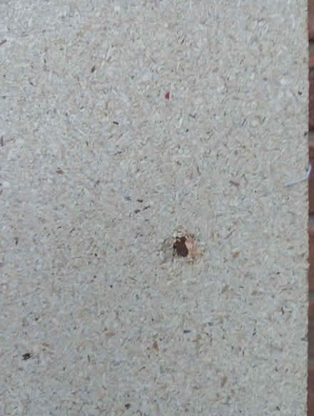 Photo of free Chipboard (PR5) #3