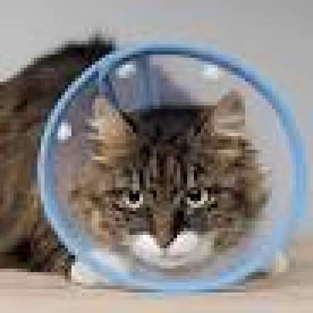 Photo of cat recovery cone (Hyson Green NG7) #1