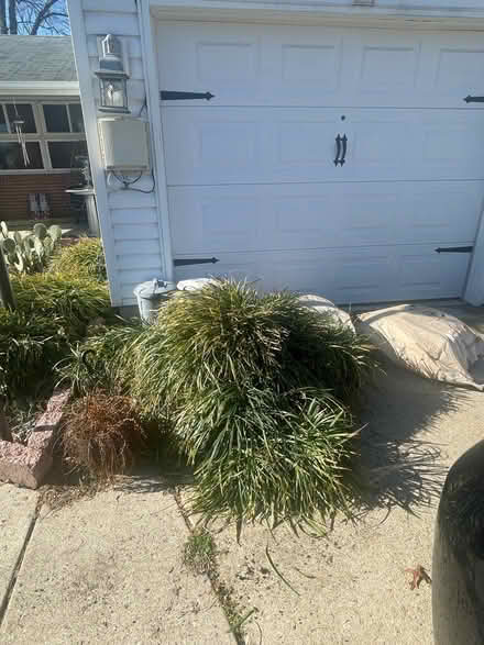 Photo of free Ornamental grass (King Heights) #1