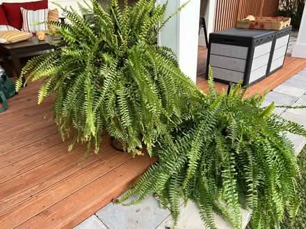 Photo of free Boston ferns (Finksburg - Carroll County) #1
