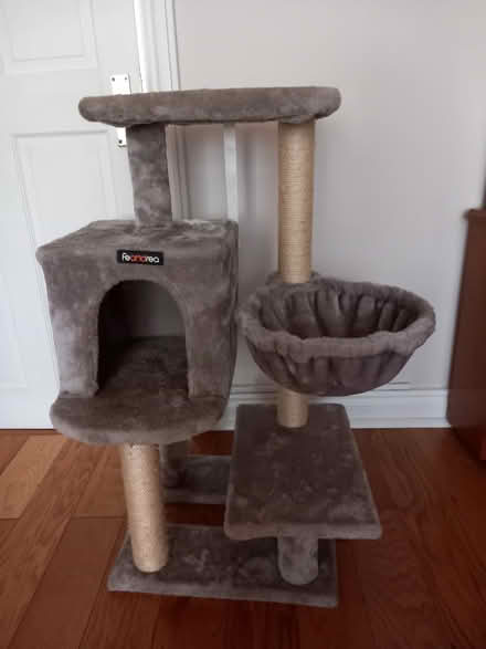 Photo of free Cat climbing tree (sidcup DA15) #1