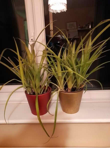 Photo of free House plant Billbergia Nutans (Braintree CM7) #1