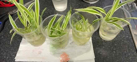 Photo of free 15 baby spider plants (Brentford TW8) #2