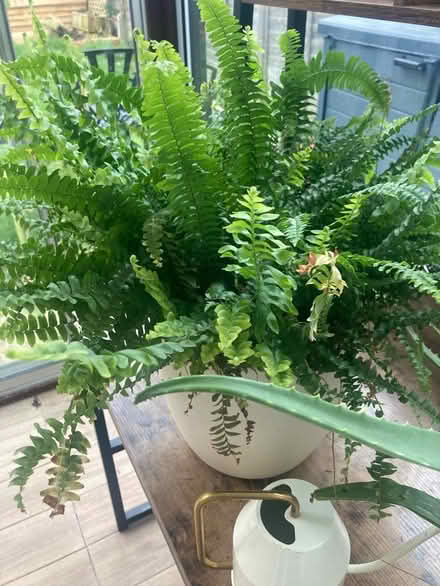 Photo of free Fern in pot (Hampton) #1