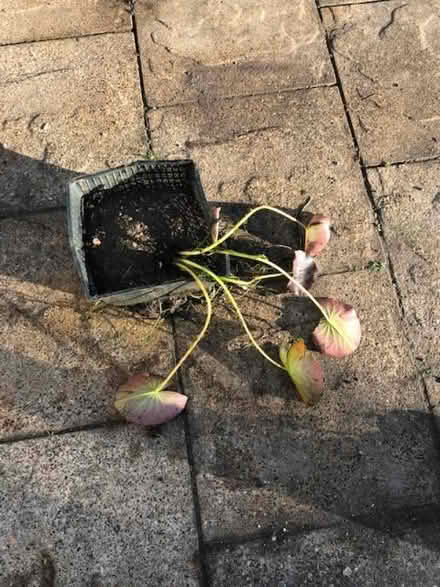 Photo of free Water Lily (Spalding PE11) #2