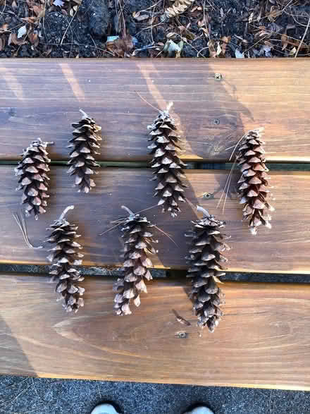 Photo of free Pine cones (south elmhurst) #1