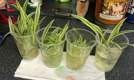 Photo of free 15 baby spider plants (Brentford TW8) #1