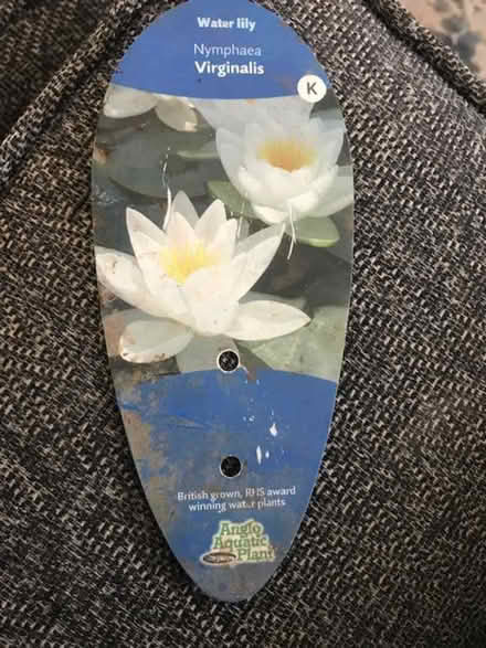 Photo of free Water Lily (Spalding PE11) #1