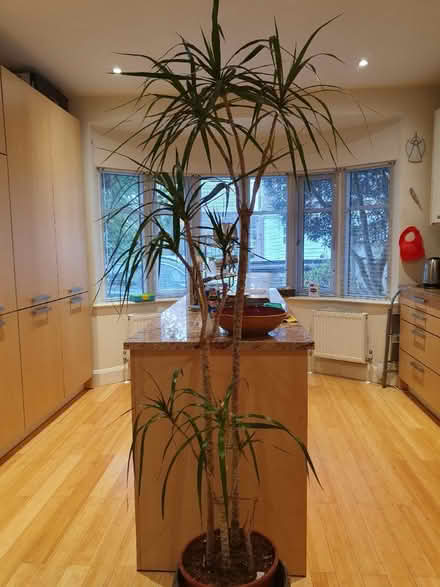 Photo of free Yukka plant (SW14) #1