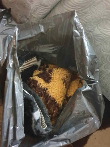 Photo of free Old Dog Fleeces - Some life left in them! (Trowbridge BA14) #1