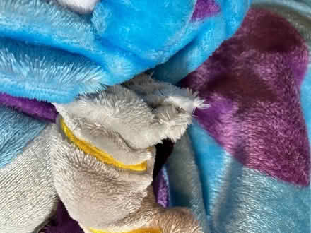 Photo of free Sully Onesie, adult size (Cambridge UK) #3