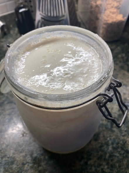 Photo of free Kefir grains (Shipley) #1