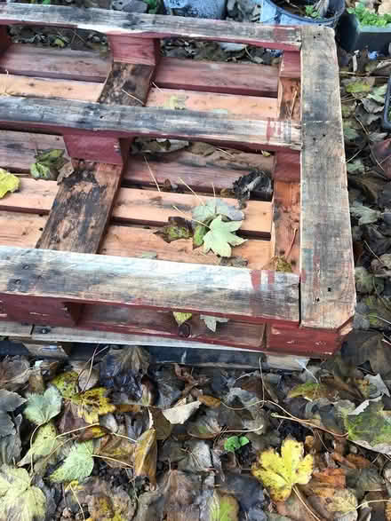 Photo of free Pallets Thornton Heath (CR7) #1