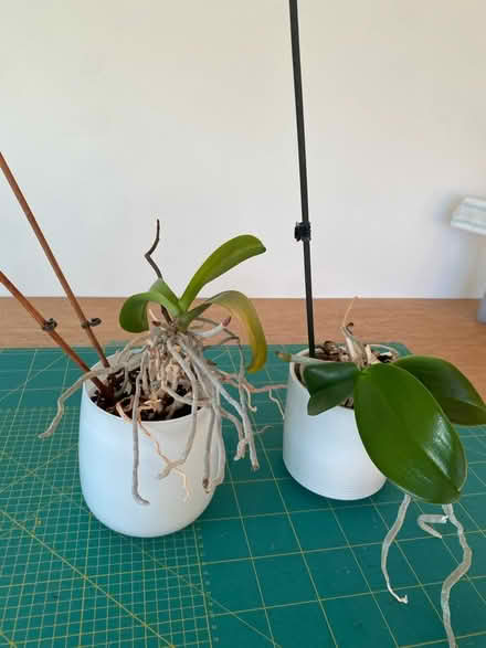 Photo of free Orchid plants (Cherry Hinton, Cambridge) #1
