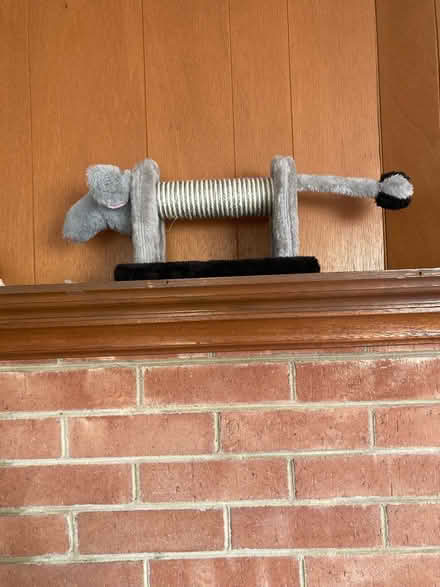 Photo of free Cat toys (Lanham) #3