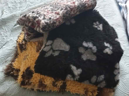 Photo of free Old Dog Fleeces - Some life left in them! (Trowbridge BA14) #2