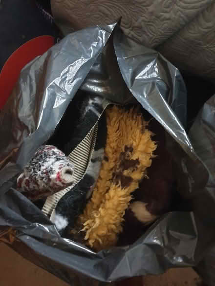 Photo of free Old Dog Fleeces - Some life left in them! (Trowbridge BA14) #3