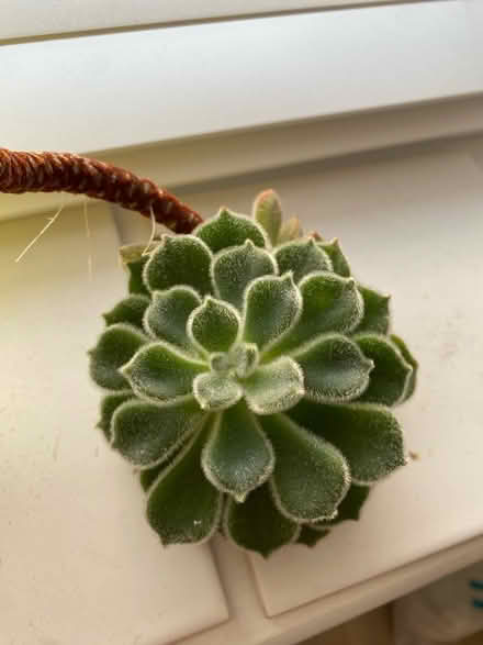 Photo of free Succulent plant (Cherry Hinton, Cambridge) #1