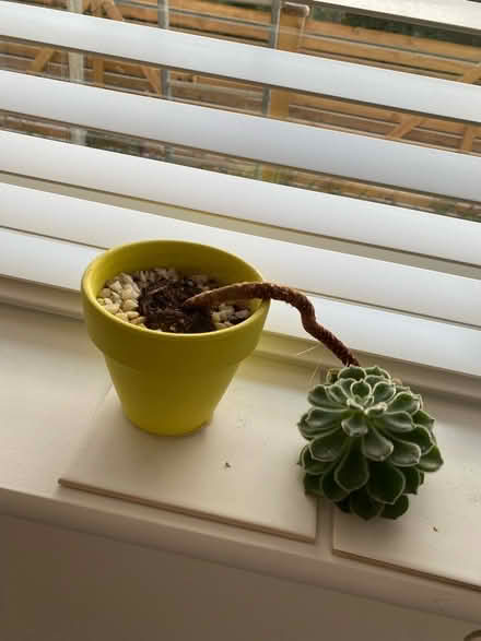 Photo of free Succulent plant (Cherry Hinton, Cambridge) #2
