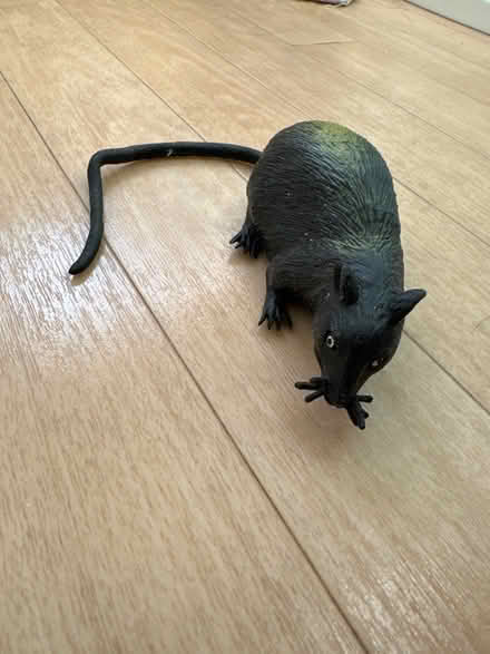 Photo of free Rubber rat (S10) #1