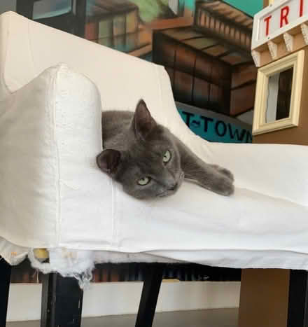 Photo of free 6 dining room chairs w covers (Oakland Downtown) #4