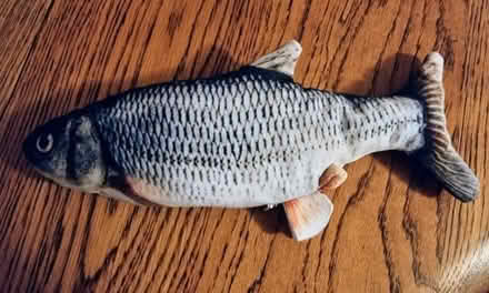 Photo of free Battery operated fish cat toy (Latchford WA4) #1