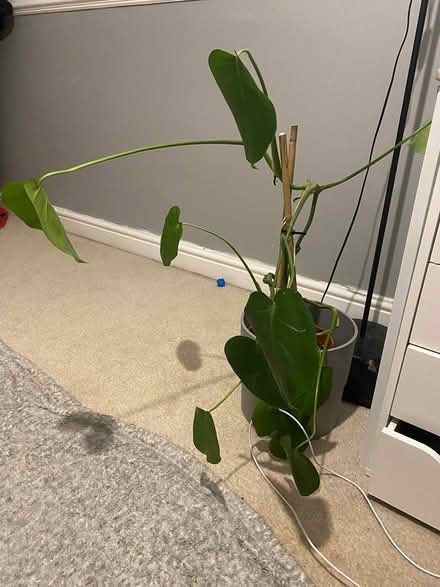 Photo of free Monstera plant (LS9) #1