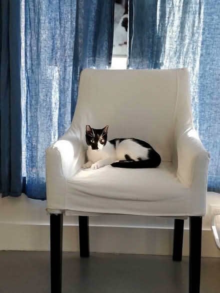 Photo of free 6 dining room chairs w covers (Oakland Downtown) #2