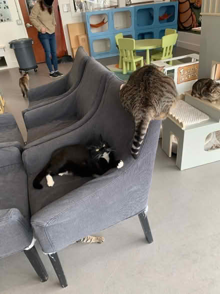 Photo of free 6 dining room chairs w covers (Oakland Downtown) #1