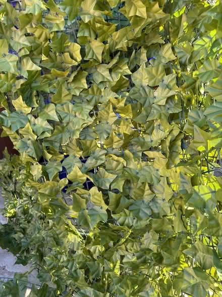Photo of free On curb: Fake ivy privacy fence (Richmond, CA) #2