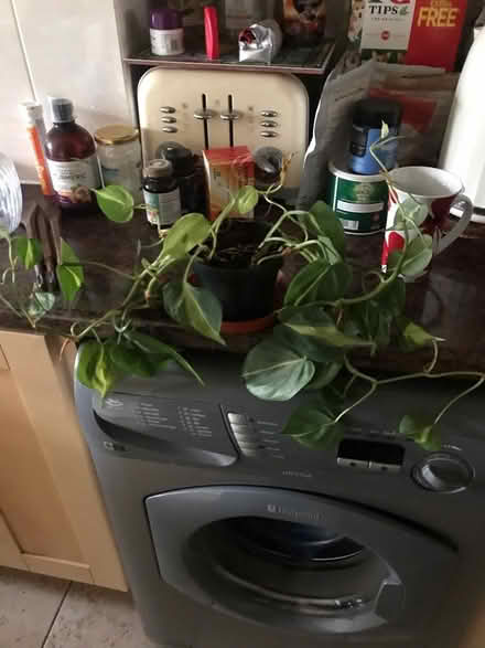 Photo of free Plant (SG1 Stevenage) #2