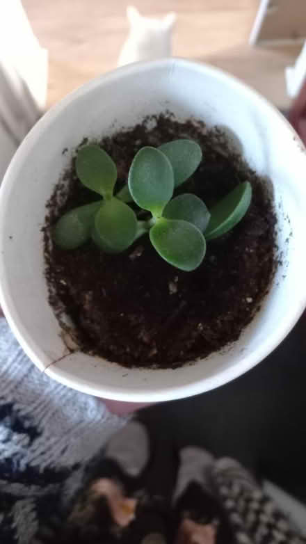 Photo of free Jade plants (EH16, the inch) #1
