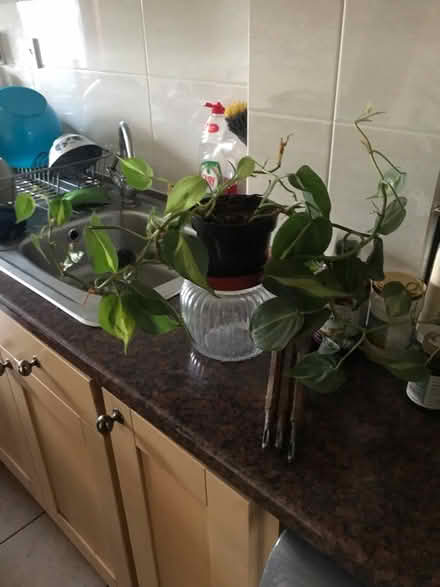 Photo of free Plant (SG1 Stevenage) #1