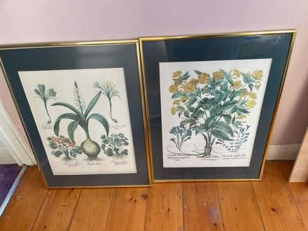 Photo of free framed botanical prints (Grove Park SE12) #1