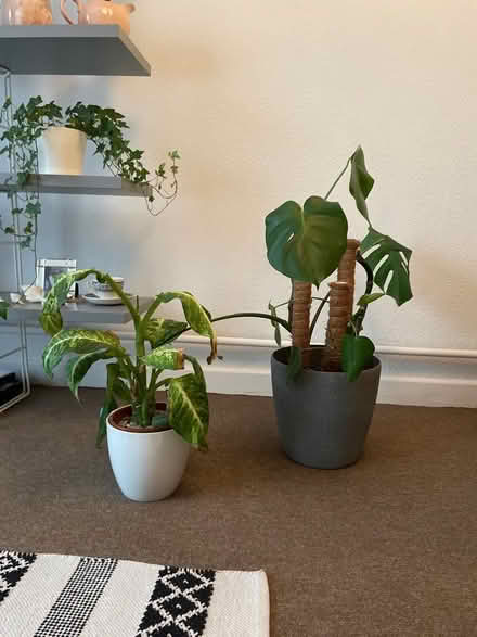 Photo of free Monstera & Leopard Lily (BR3) #1