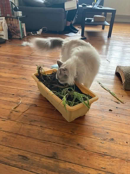 Photo of free Small planter (Dalston) #1