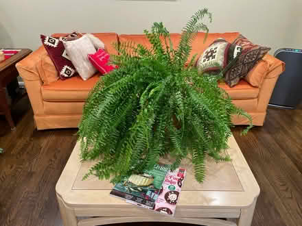 Photo of free Fern (Ellicott City) #1