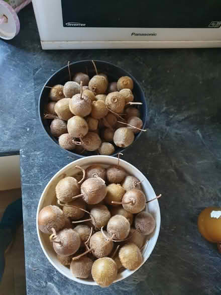 Photo of free kiwis (Shoreham by sea BN43) #1