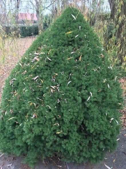Photo of free Fir Trees for Xmas Trees (Sandhurst TN18) #2