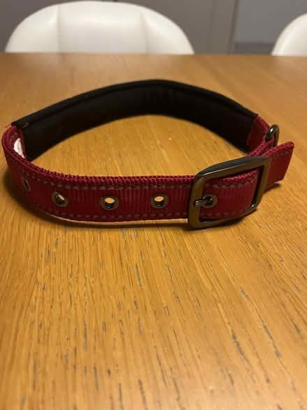 Photo of free New dog collar (Polwarth EH14) #1