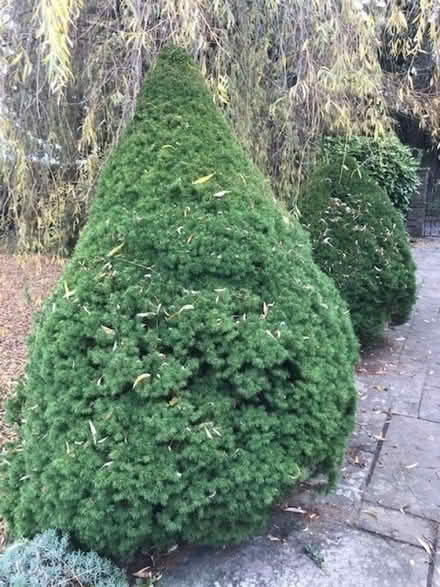 Photo of free Fir Trees for Xmas Trees (Sandhurst TN18) #3