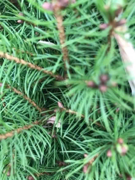 Photo of free Fir Trees for Xmas Trees (Sandhurst TN18) #1