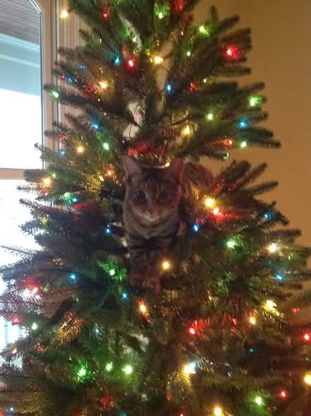 Photo of free Artificial Christmas tree (Guelph (Guelph (downtown)) #1