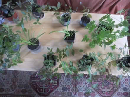 Photo of free House plants (AB24) #1