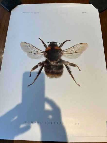 Photo of free Bumble Bee Poster (London Colney AL2) #4