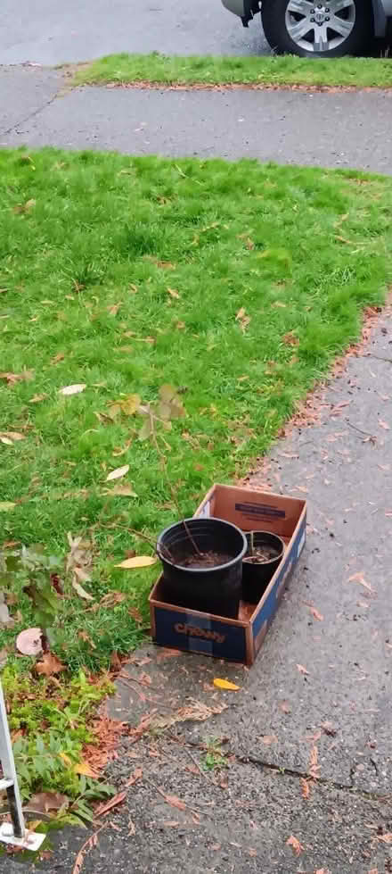 Photo of free Two more pots of Olympic berry (NE Seattle) #1