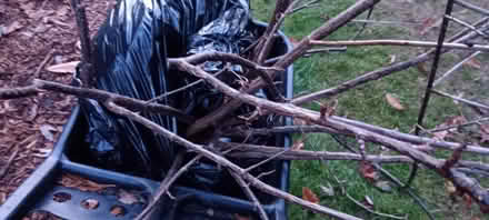 Photo of free LARGE jostaberry shrub (NE Seattle) #2